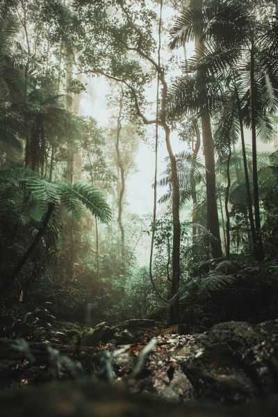 File:Amazonia.jpg